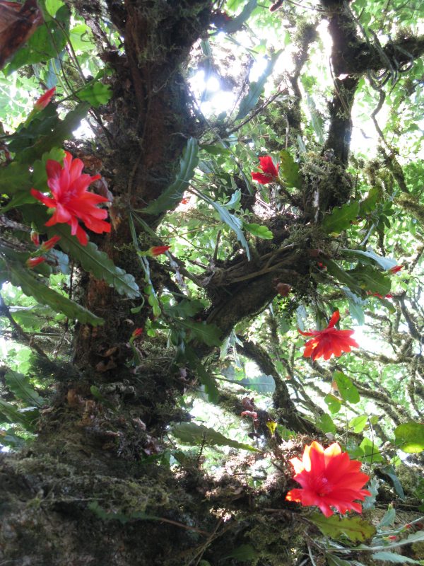 red flowers growing on a tree 