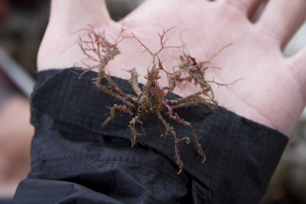 Craig Segebarth displays a species of spider crab