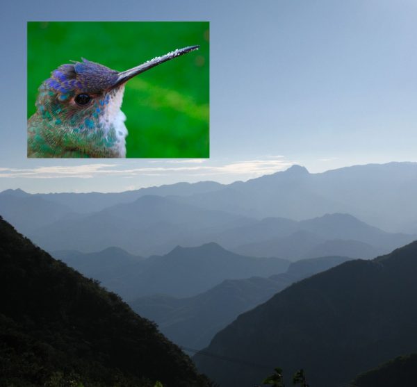 hummingbird and mountains