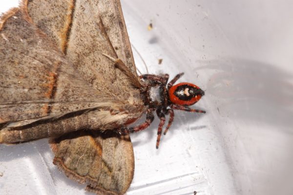 spider feeding on moth