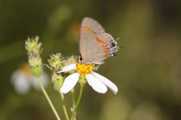 small brown butterfly on white flower