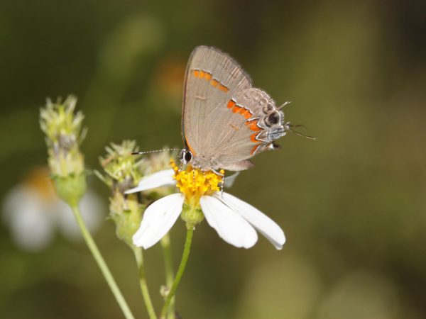 small brown butterfly on white flower