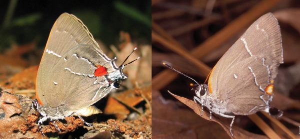 White M hairstreak, Parrhasius m-album