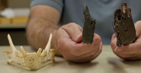 Richard Hulbert Jr. compares the lower jaw size