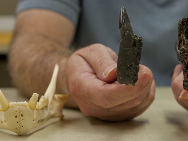 Richard Hulbert Jr. compares the lower jaw size