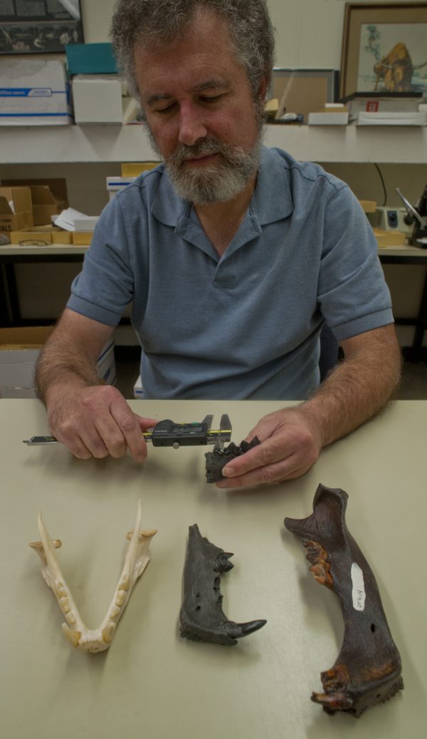 Richard Hulbert Jr. measures saber-toothed cat teeth