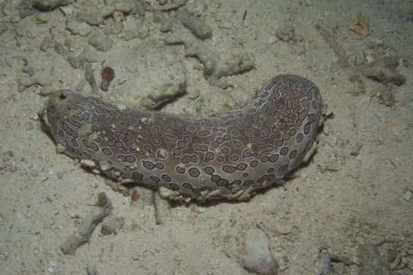 Sea cucumber, Bohadschia argus