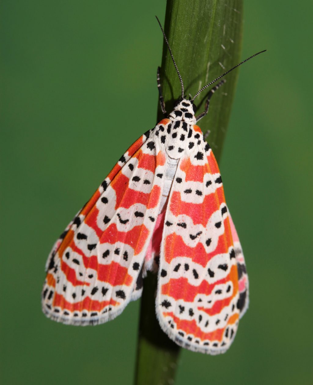 Exotic plants affect native moth Research News