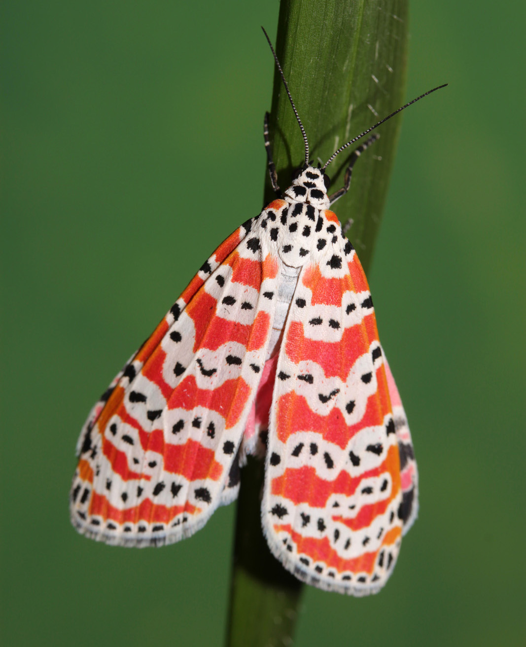 Uncover the truth about moths and their biting tendencies – Telegraph