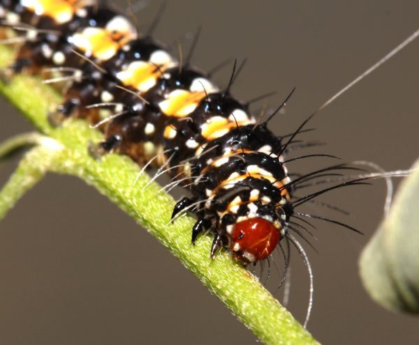 Bella moth larva