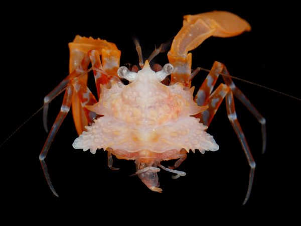 Patagurus rex hermit crab