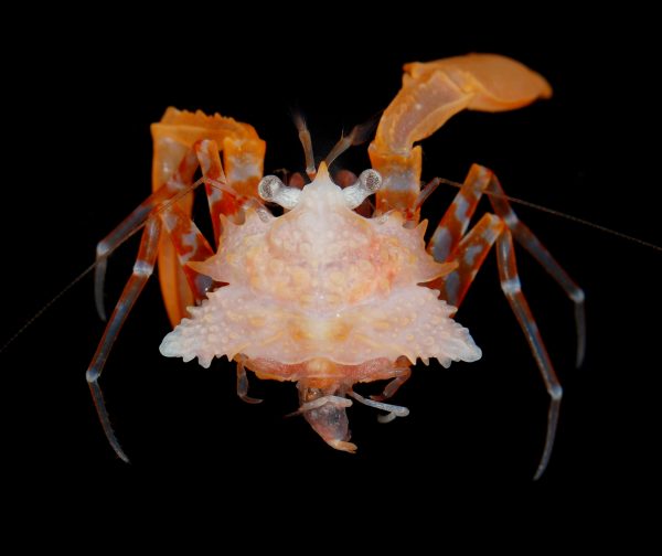 Patagurus rex hermit crab