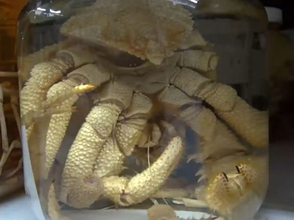 crab specimen in jar
