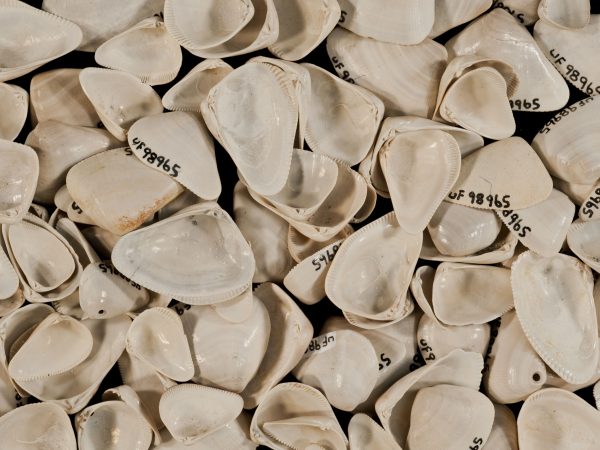 Donax trueloides shells