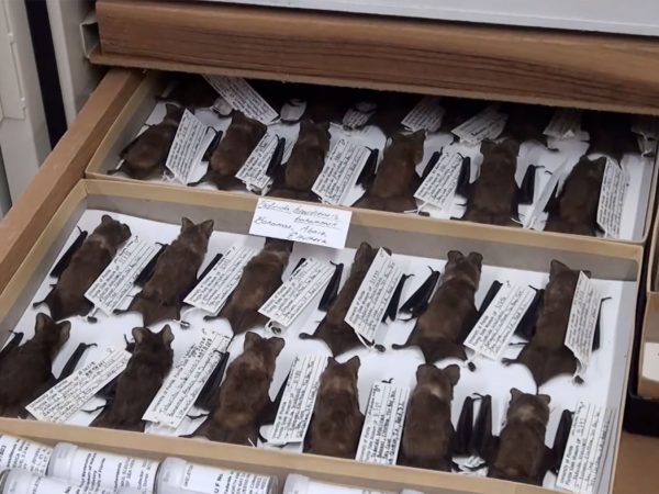 bat specimens tagged in a drawer