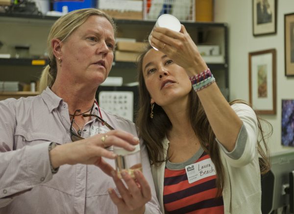 Chris Carlson and Laura Beach view marine malacology specimens