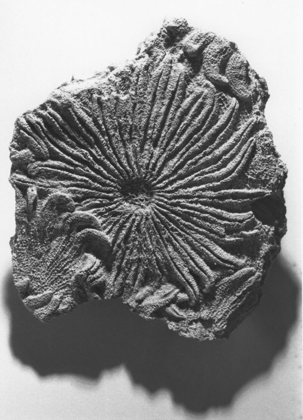 Heliaster microbrachius fossil. Florida Museum archive photo