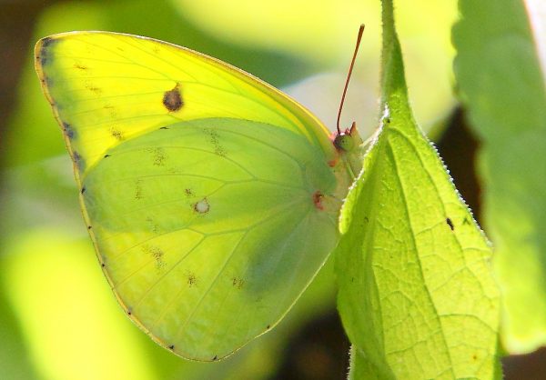 Pink-spot Sulphur butterfly