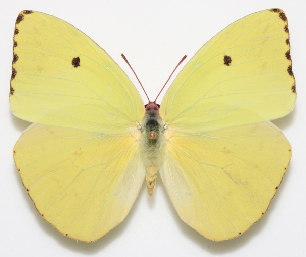 yellow butterfly specimen