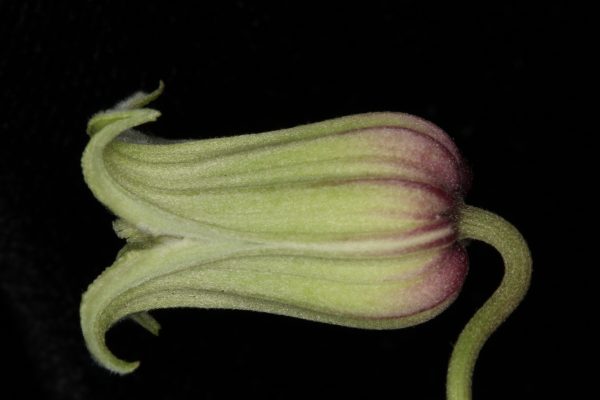 Clematis reticulata flower