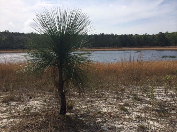 Ordway-Swisher Biological Station