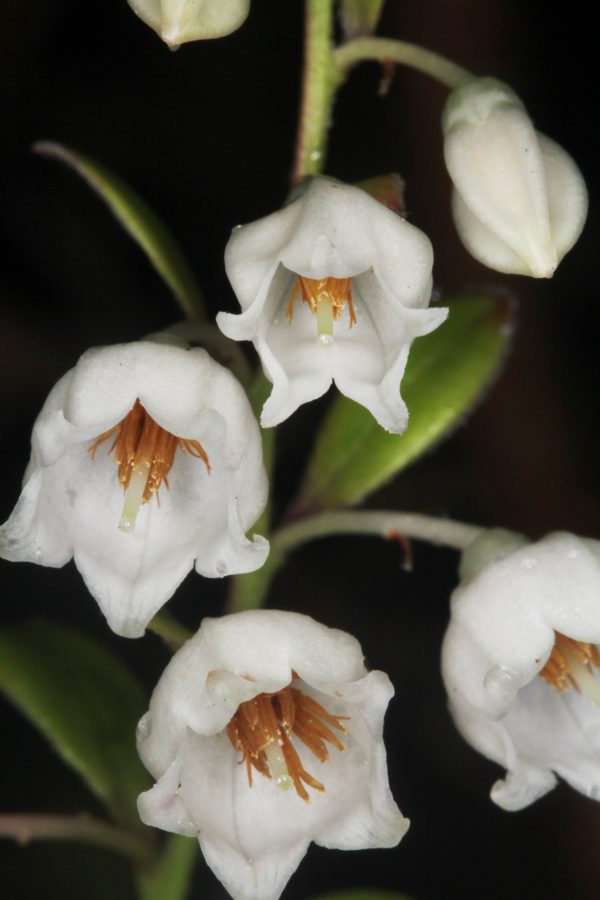 Vaccineum arboreum flowers