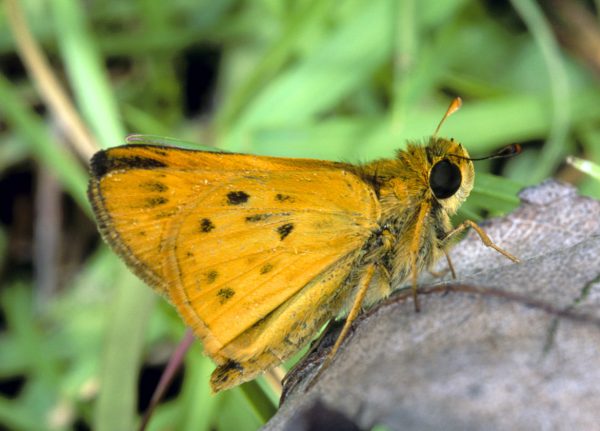 Fiery Skipper Hylephila phyleus