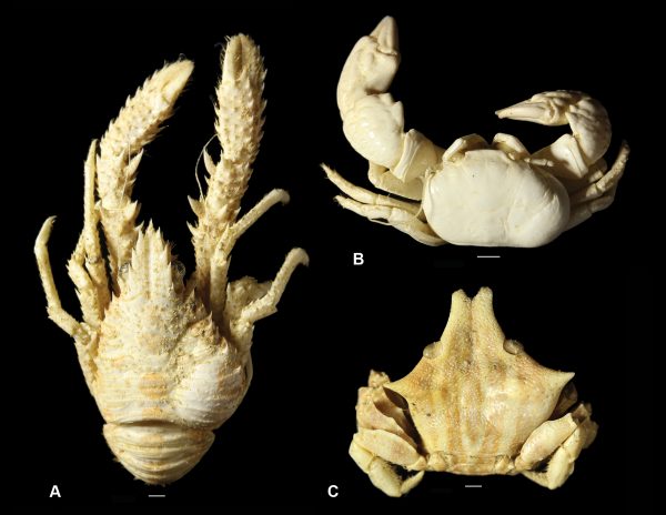 modern isopod-infested decapods