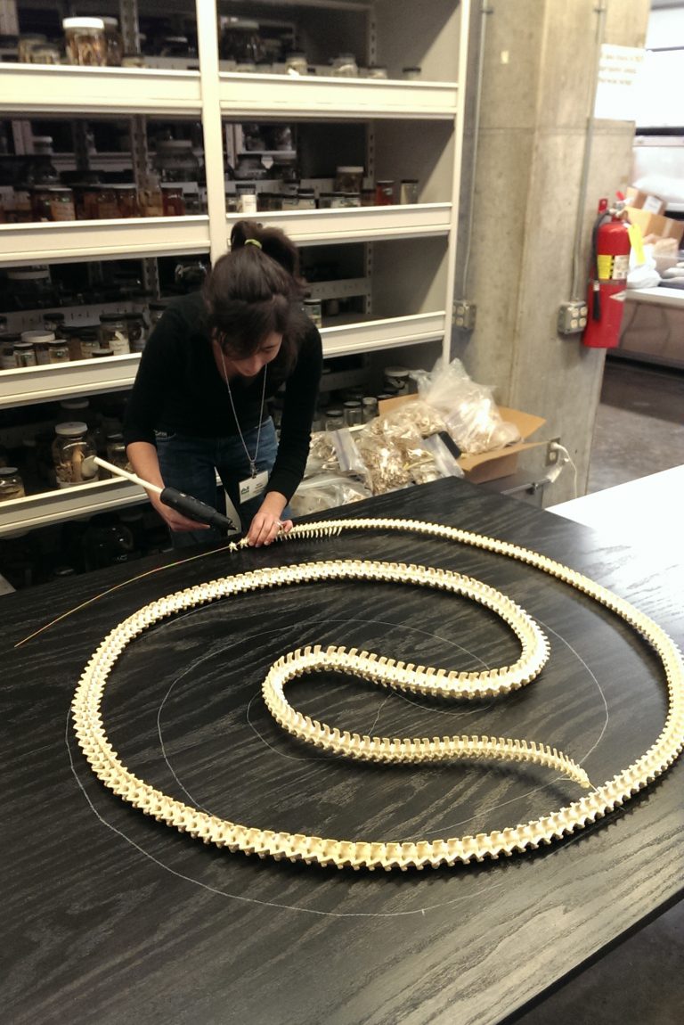 Anatomy of a burmese python – Research News