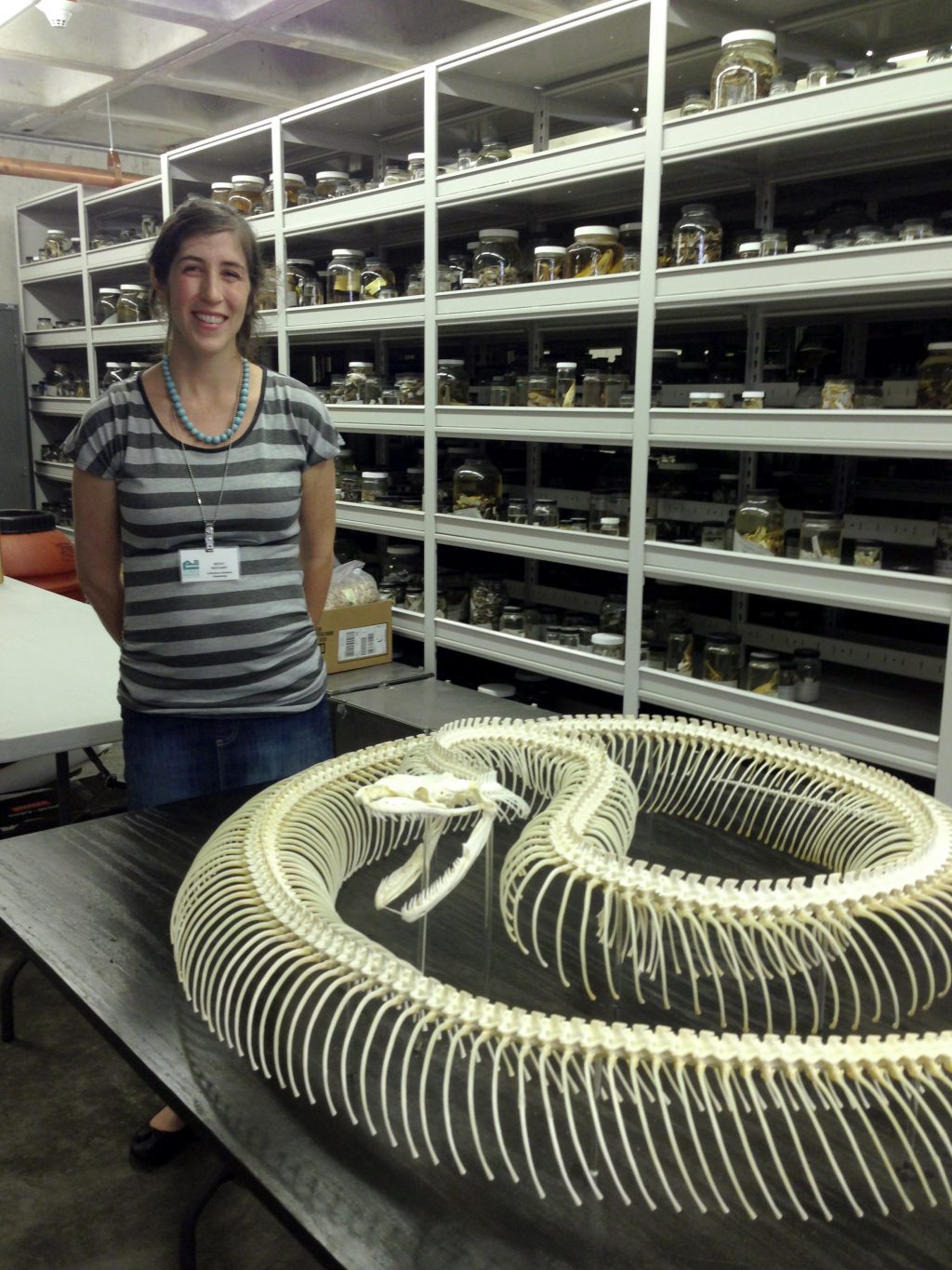 Anatomy of a burmese python – Research News