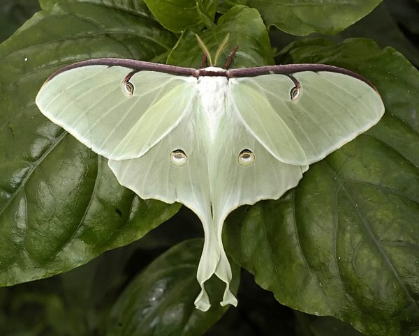 Luna moth