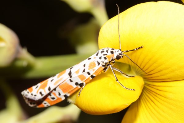 Bella moth keeps invasive plant at bay – Research News