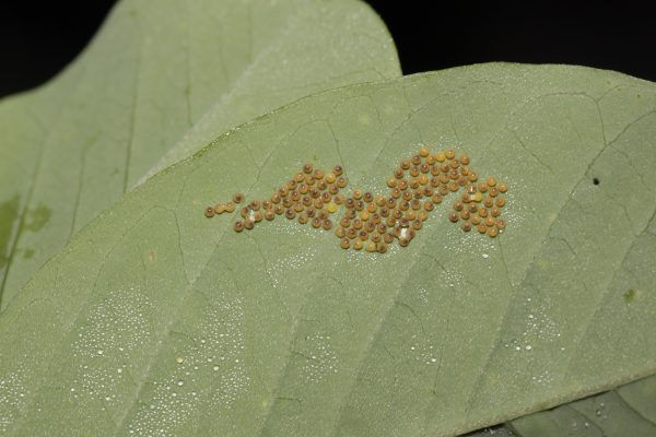 Eggs of bella moth