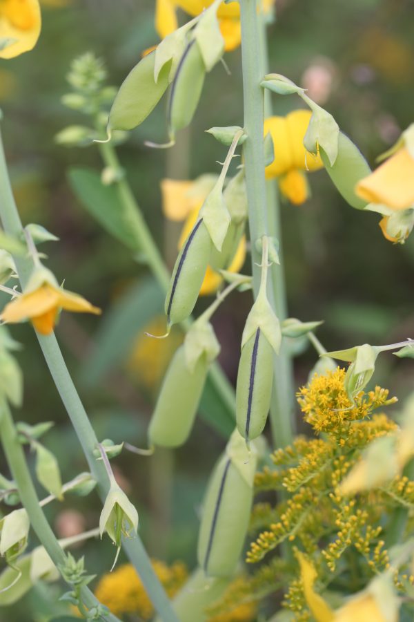 Invasive Crotalaira spectabilis