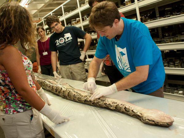 Researchers cutting into the stomach of a python