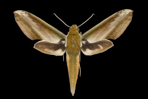 hawkmoth specimen