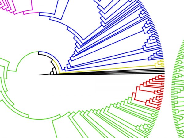 Campanulaceae clade diagram