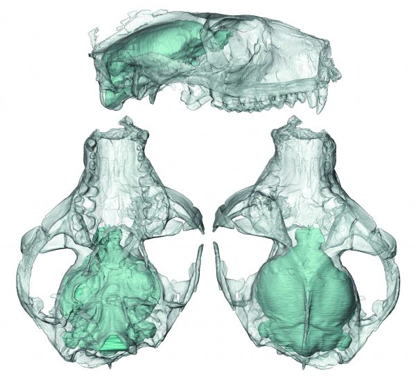 notharctus translucent crania copy