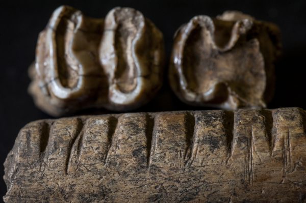 cut jawbone and teeth of a tapir