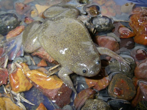 flat frog in creek bed