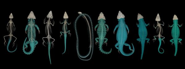 Body Armor lizards