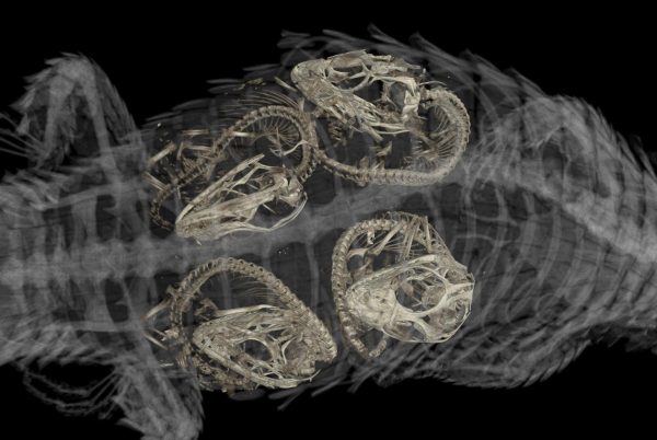 embryos in tropical girdled lizard