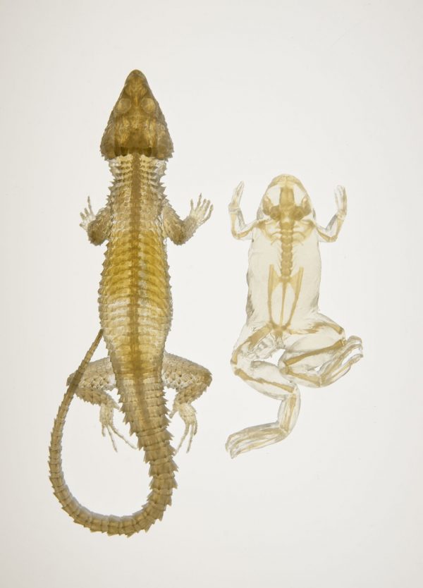 Lizard and frog 3-D printed images