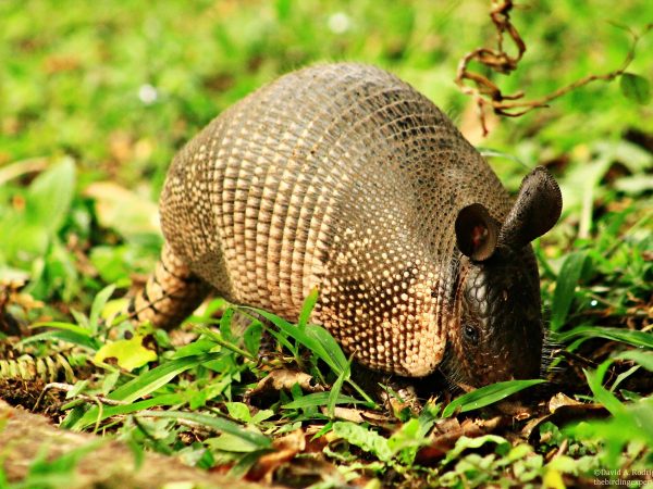 An armadillo in the grass