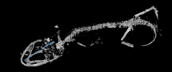 micro-CT scan of fossil chameleon