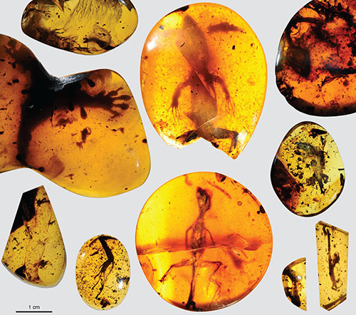 Amber collection