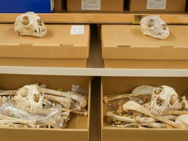 specimen boxes open to display Florida panther skeletons