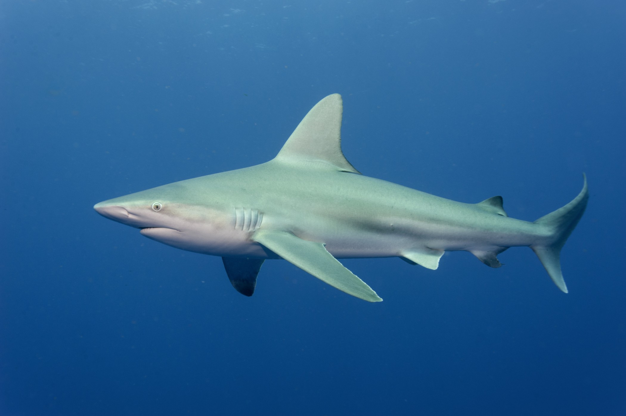 ISAF reports fewer shark attacks in 2013, above-average fatalities  worldwide – Research News