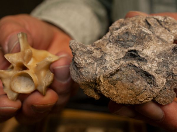 Titanoboa and anaconda vertebrae