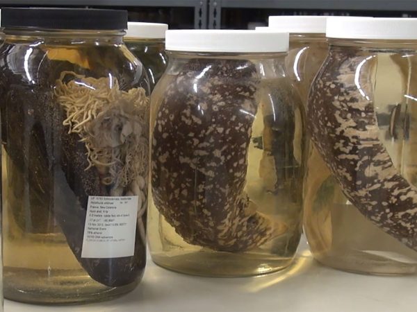 Sea cucumbers specimens in glass jars